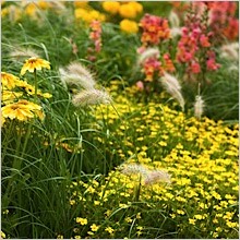 mixed-perennial-garden